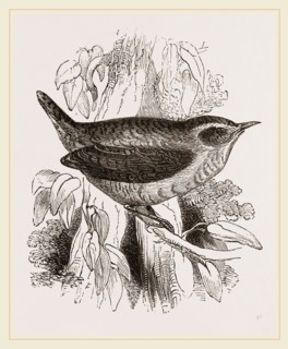 Common Wren