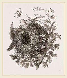 Nest of Wren