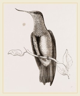 Recurved-bill Humming-bird