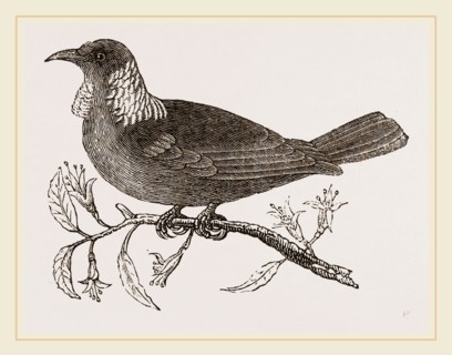 Poe Bird