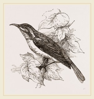Javanese Sun-bird