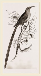 Red-billed Promerops
