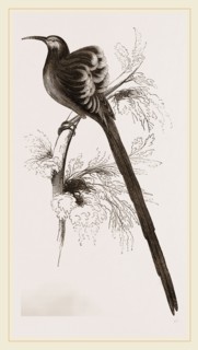 Superb Epimachus
