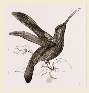 Sickle-winged Humming-bird
