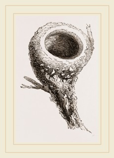 Nest of Humming-bird