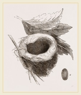 Nest of Amethyst Humming-bird