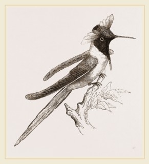 Double-crested Humming-bird