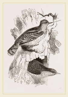 Wrynecks