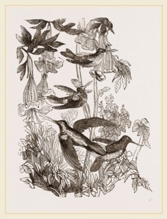 Group of Humming-birds
