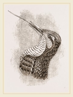 Head and Tongue of Wryneck