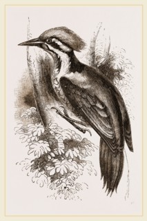 Shore's Woodpecker