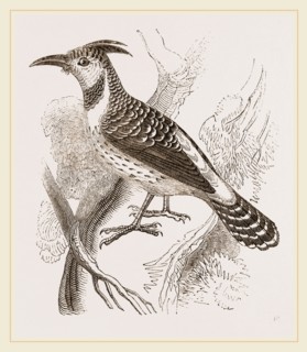 Caffre Woodpecker