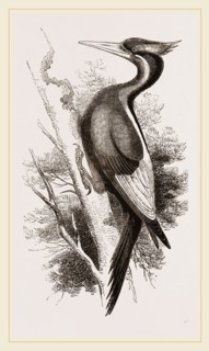 Ivory-billed Woodpecker