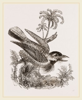 Bristly Barbet