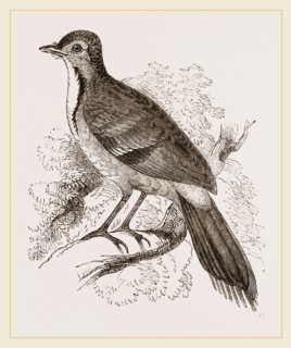 Spine-tailed Orthonyx  male