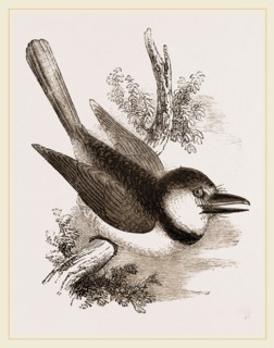 Great-billed Puff-Bird