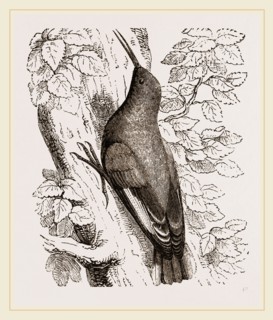 Wall-Creeper