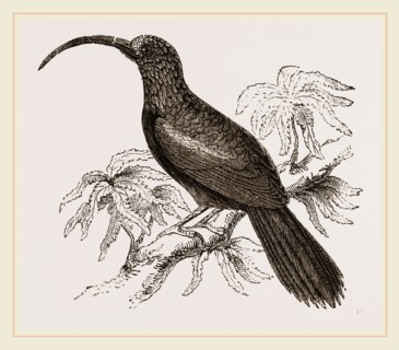 Curve-billed Creeper