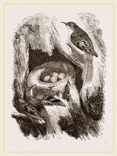 Creepers and Nest