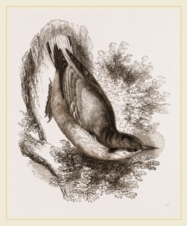 Nuthatch