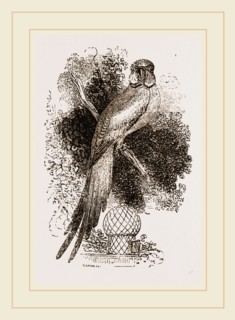 Rose-ringed Parrakeet