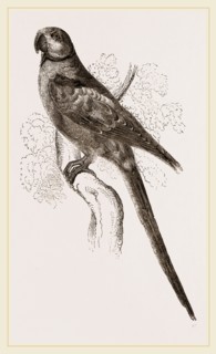 Alexandrine Parrakeet
