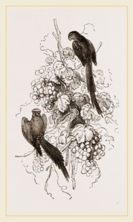 Rose-tinged Parrakeets