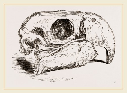 Skull of Macaw