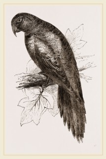Red-fronted Parrakeet Macaw