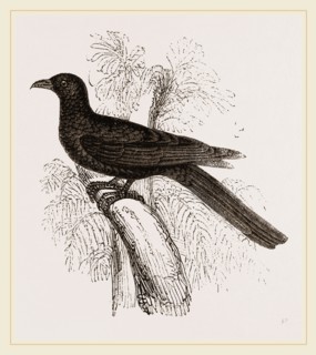 Eastern Black Cuckoo
