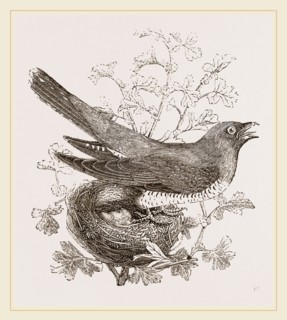 Cuckoo and Nest