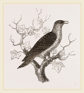 Young Cuckoo