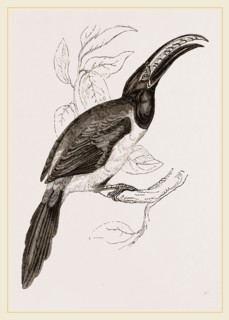 Humboldt's Aracari