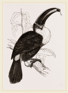Cuvier's Toucan