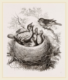 Cuckoo in Hedge-Sparrow's Nest