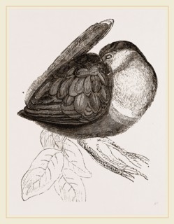 Toucan at roost secoad stage