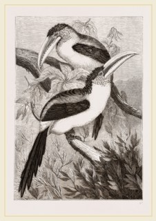 Curl-crested Aracaris