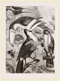 Group of Toucans