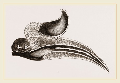 Section of Head Rhinoceros Hornbill