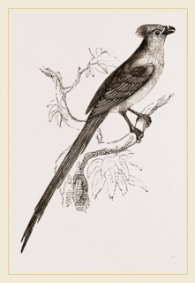 Senegal Coly