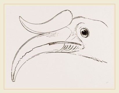 Head of Rhinoceros Hornbill