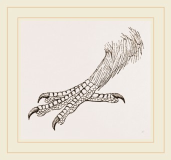 Foot of Rhinoceros Hornbill