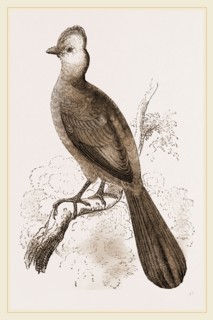 Fire-crested Touraco