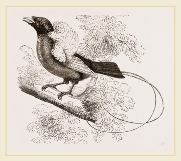 Bird of Paradise