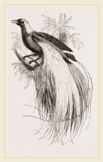 Emerald Bird of Paradise