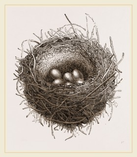 Nest of European Jay