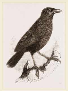 Yellow-billed Myophone