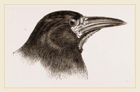 Head of Rook