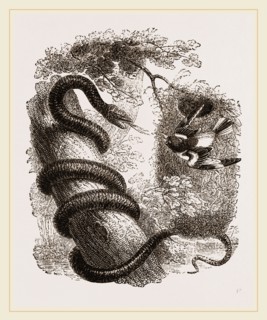 Baltimore Oriole and Black Snake