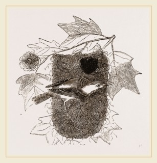Baltimore Oriole and Nest